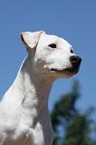 PARSON RUSSEL TERRIER 185